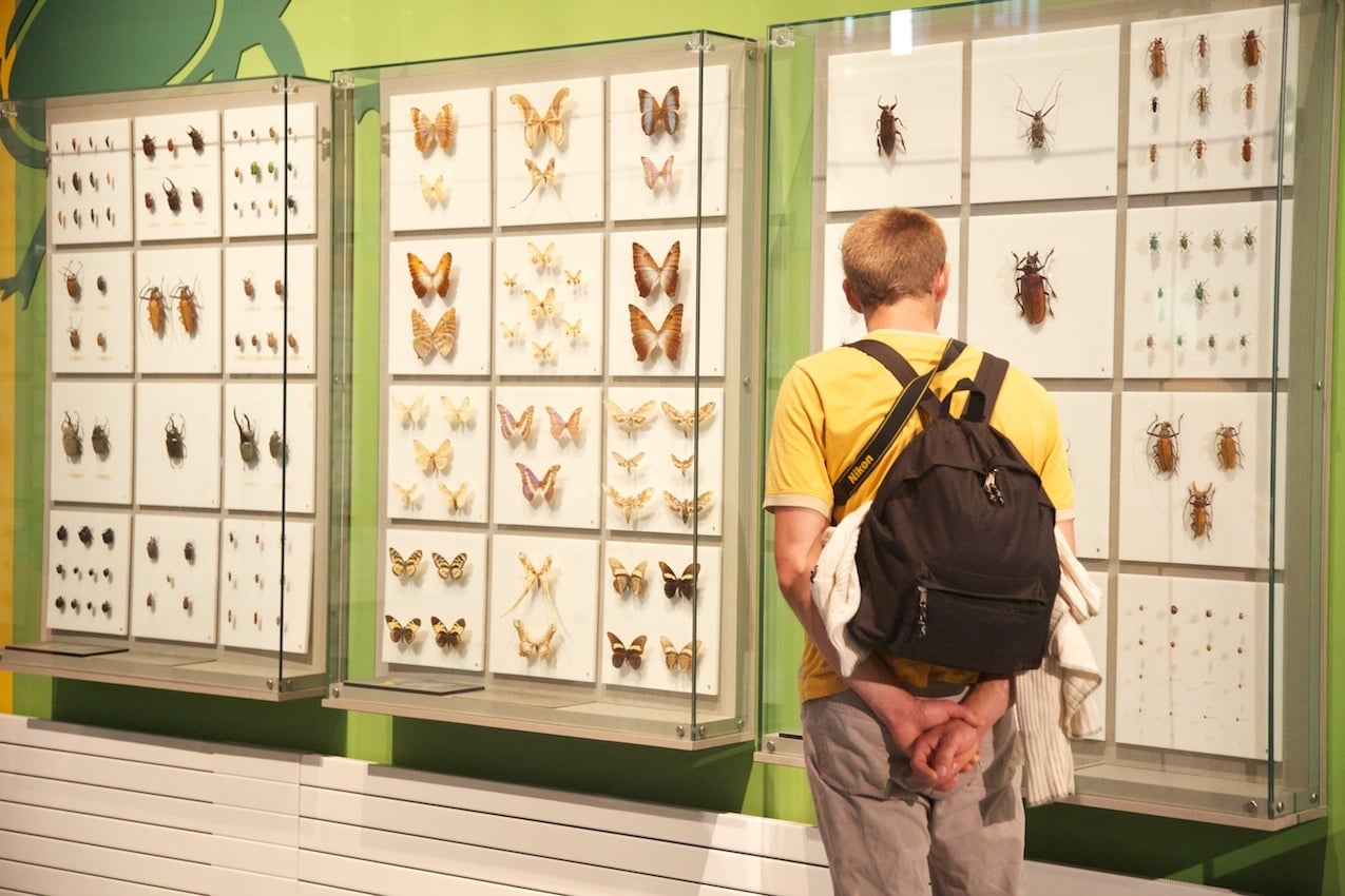Visitante observando vitrinas con colecciones de mariposas y escarabajos en un laboratorio de entomología